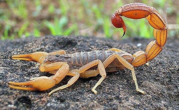 ruyada-akrep-gormek